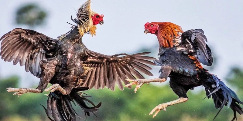 Đôi điều cần biết về đá gà bên Cam