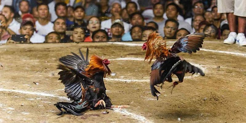 Lý do Đá Gà Bồ 67 được đánh giá cao