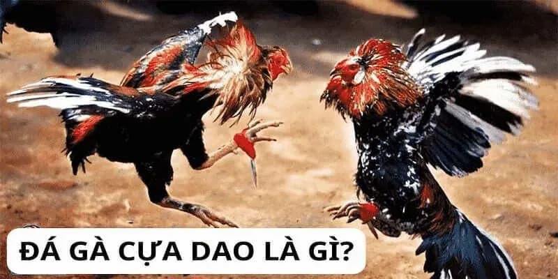 Thông tin chung về đá gà cựa dao