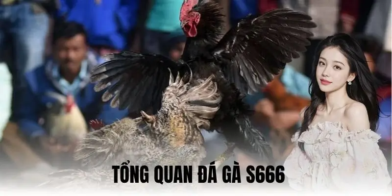 Một số điểm đáng chú ý khi tìm hiểu đá gà S666
